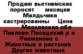 Продаю вьетнвмских поросят 4-5 месяцев.Малдьчики кастрированны. › Цена ­ 5 000 - Московская обл., Павлово-Посадский р-н, Рахманово с. Животные и растения » Другие животные   